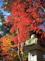 真っ赤に紅葉した中野邸記念館の庭園