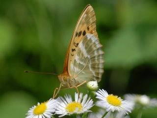 ミドリヒョウモン