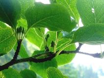 枝の先に実をつけた雌花がさく木