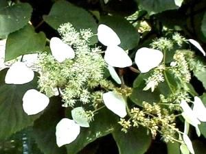 飾り花の萼片が1枚のイワガラミの花