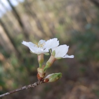 オクチョウジザクラの花