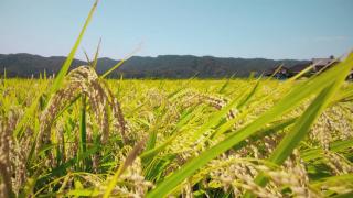 ムービーサムネイル（NIIGATA RICE　生産編）