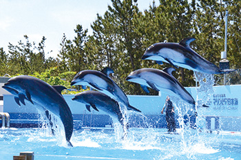 新潟市水族館マリンピア日本海