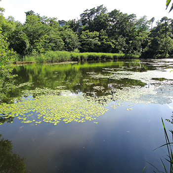 じゅんさい池公園