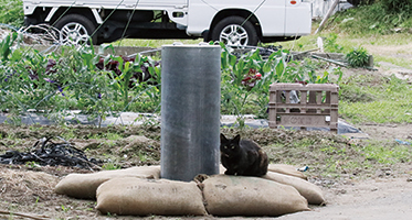 マンホールの支柱に黒猫が寄り添って座っている写真