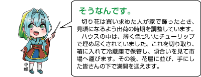 凧っこ１３人衆の中蝶が「そうなんです。切り花は買い求めた人が家で飾ったとき、見頃になるよう出荷の時期を調整しています。ハウスの中は、薄く色づいたチューリップで埋め尽くされていました。これを切り取り、箱に入れて冷蔵庫で保管し頃合いを見て市場へ運びます。その後、花屋に並び、手した皆さんの下で満開を迎えます」と言っているイラスト