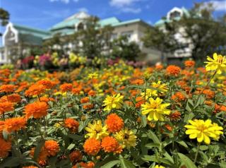 色とりどりの花