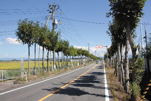 門田のはざ並木