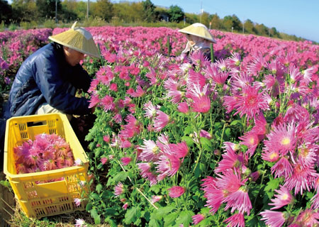 写真　秋が旬の食用菊「かきのもと」を収穫する様子