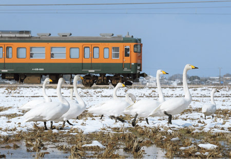 写真　本市には、コハクチョウとオオハクチョウが越冬のために飛来してきており、特にコハクチョウの飛来数は全国1位です。XXX