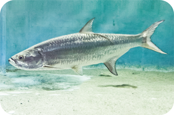 太古からほとんど姿を変えていない海水魚ターポン