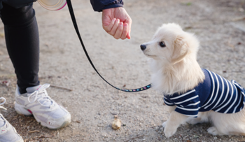 犬の飼い方