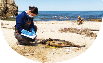 5月下旬に村上市に漂着したクジラ類を確認している様子