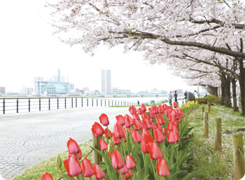 信濃川やすらぎ堤緑地