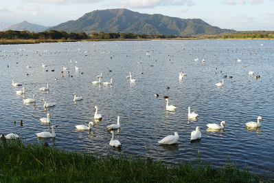 佐潟のハクチョウ_角田山を望む