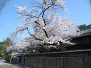 燕喜館と桜1の写真　ダウンロードページへリンク